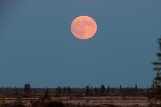 Strawberry Supermoon rising over the tundra